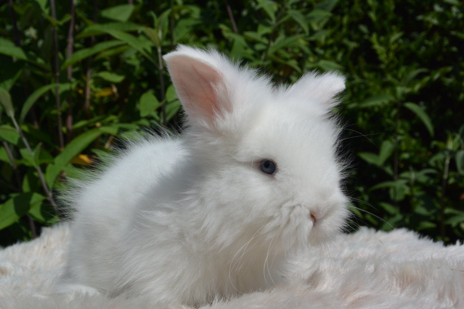 Prachtig raszuiver engels angora rammetje, Dieren en Toebehoren, Mannelijk, Middelgroot, 0 tot 2 jaar
