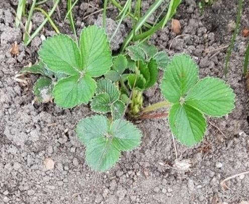 Aardbeiplanten en veel vaste winterharde planten, Tuin en Terras, Planten | Tuinplanten, Vaste plant, Fruitplanten, Volle zon