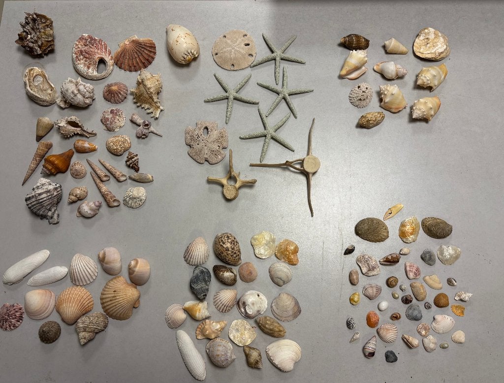 * Prachtige verzameling van diverse schelpen, Ophalen, Schelp(en)
