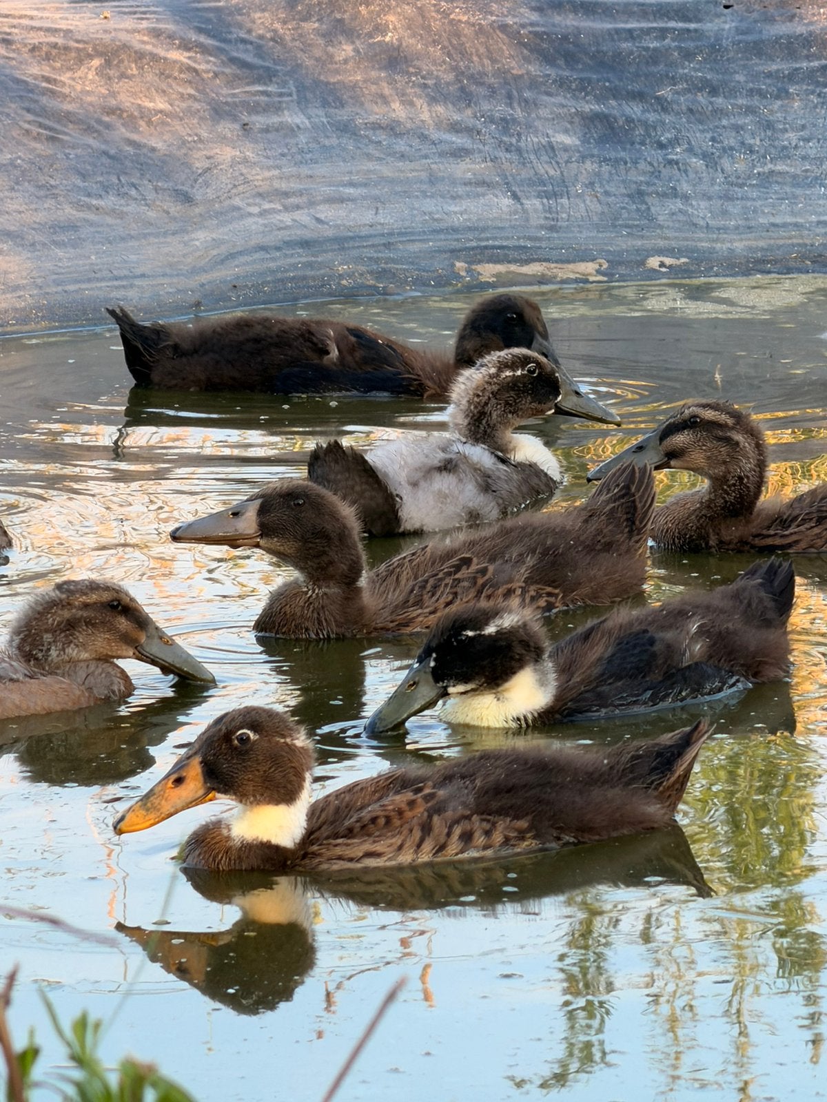 Loopeenden, Dieren en Toebehoren, Meerdere dieren, Eend