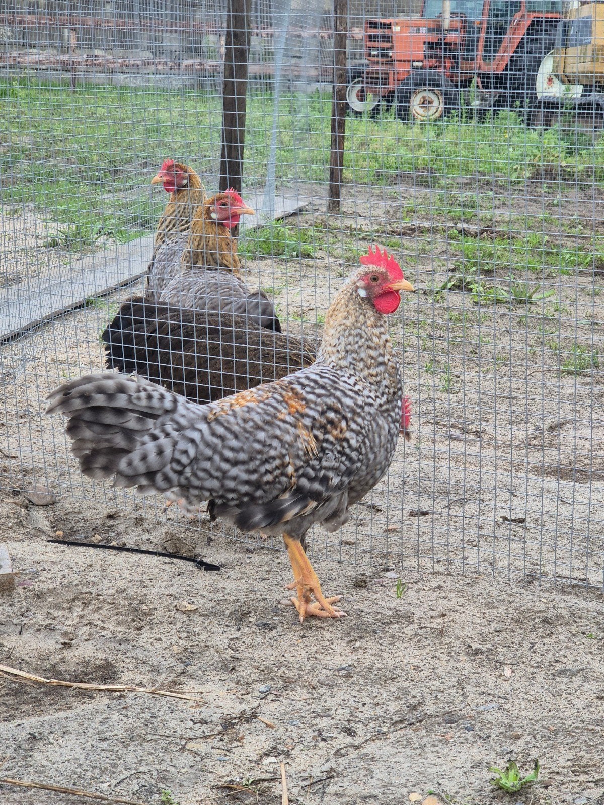 Prachtige Jonge Leghorn Koekoek patrijs Haan, Mannelijk, Kip