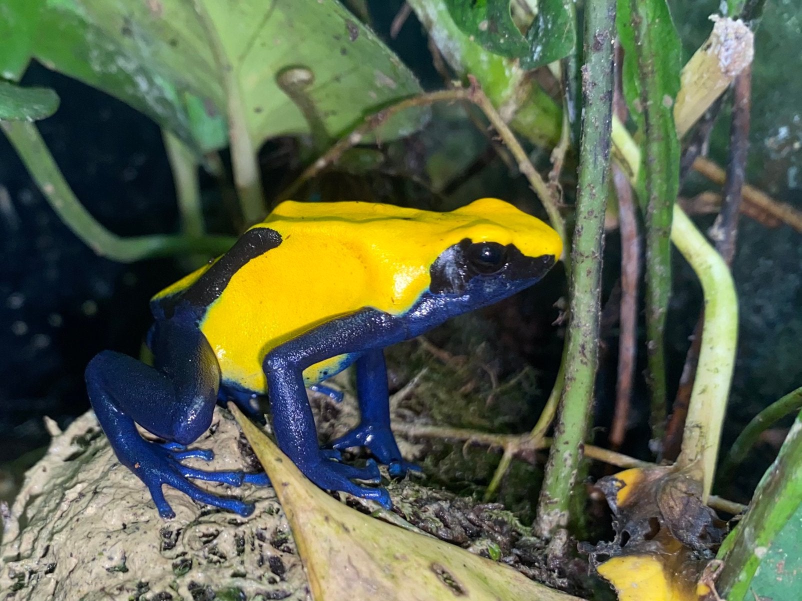 Dendrobates tinctorius ‘Citronella’ 2x volwassen trio’s, Amfibie, 0 tot 2 jaar