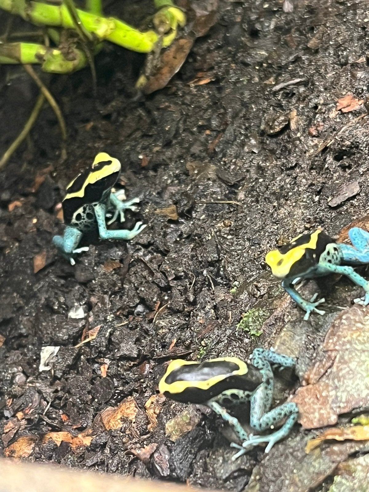 Dendrobates tinctorius grijspoot