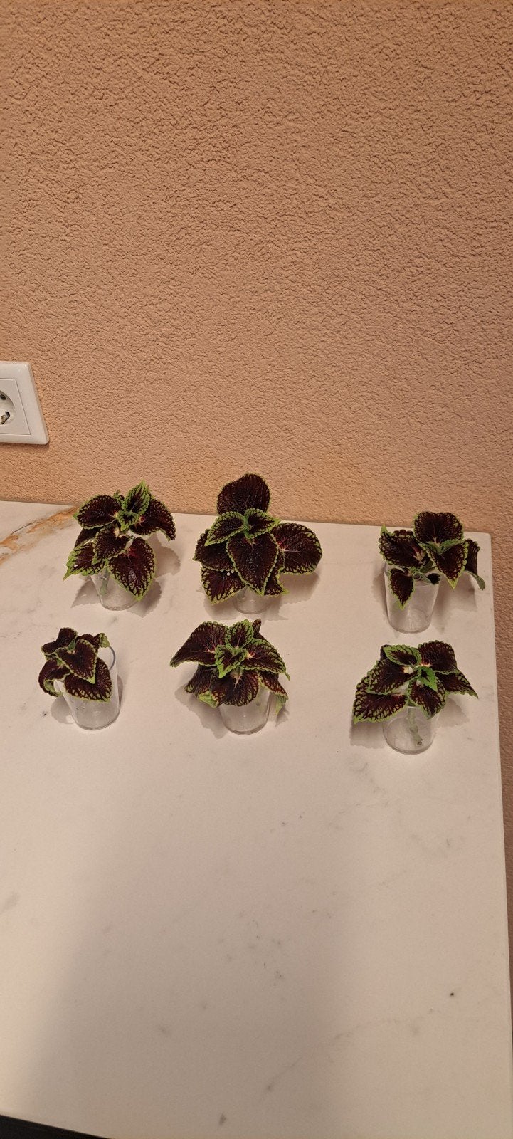 Coleus (siernetel)stekken., Bloeiende kamerplant, Ophalen of Verzenden, Halfschaduw, Minder dan 100 cm
