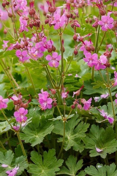 ideaal om nu te planten, Ooievaarsbek met roze bloemen., Ophalen, Bodembedekkers, Volle zon, Vaste plant