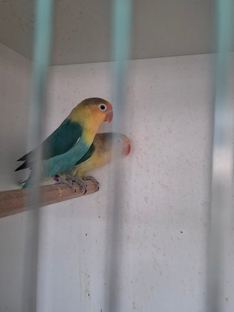 Fisheri yellow face bewezen kweekkoppel, Dieren en Toebehoren, Vogels | Parkieten en Papegaaien, Meerdere dieren, Dwergpapegaai of Agapornis
