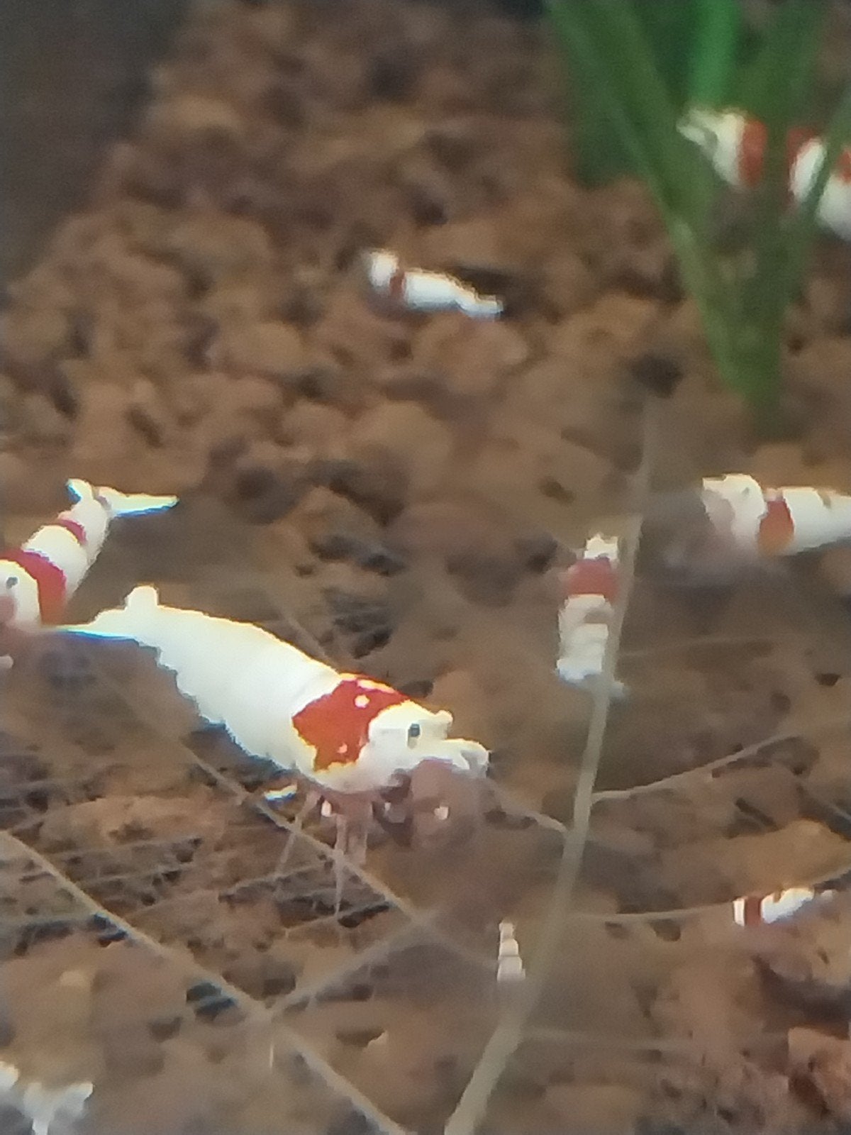 Crystal red garnalen, Kreeft, Krab of Garnaal