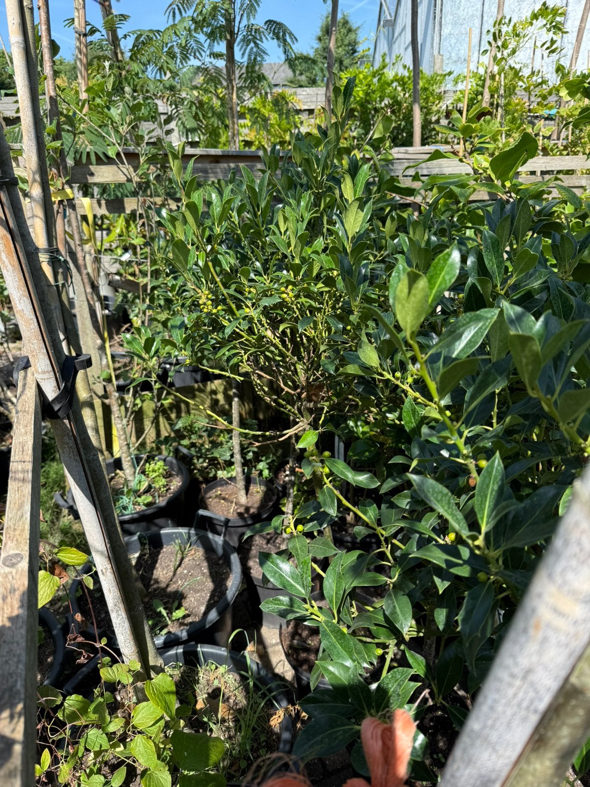 Hulst nelly stevens op stam of struik zomer wintergroen, Tuin en Terras, Planten | Tuinplanten, Vaste plant, Halfschaduw, Herfst