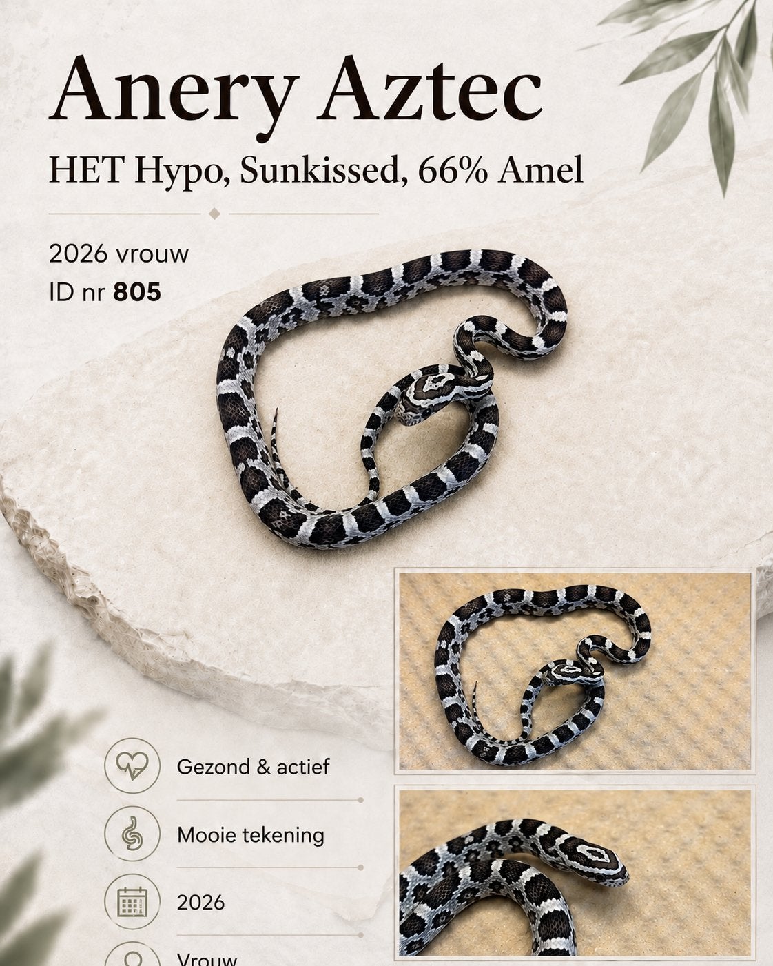 Pantherophis guttatus Rattenslang  aztec