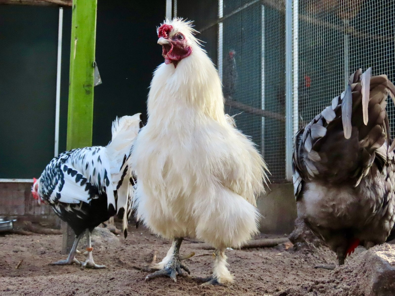 Pico, witte kriel zijdehoen haan zonder baard, Mannelijk, Kip