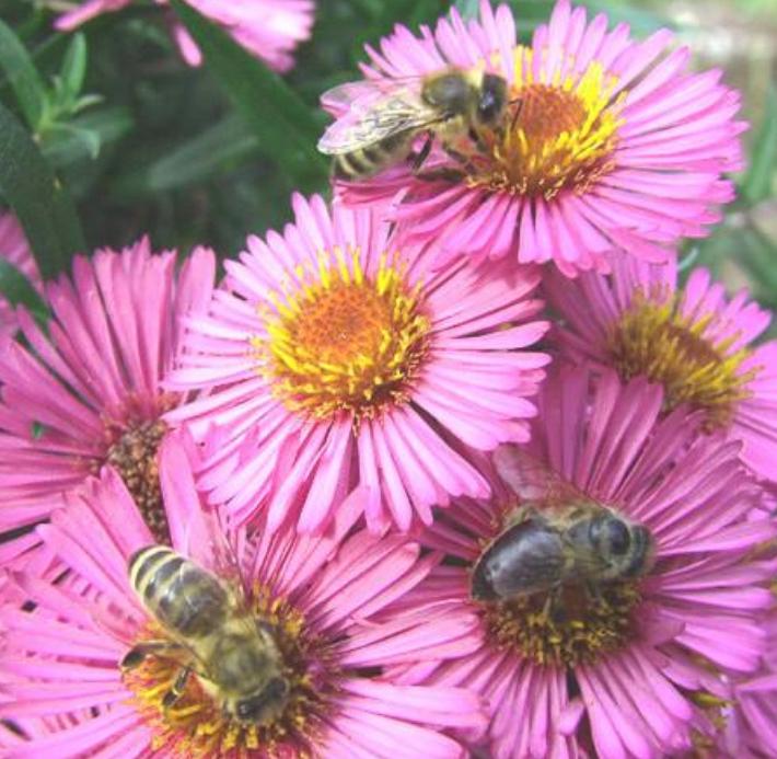 Erigeron Pink Jewel - Chemievrij - Bijen, Overige soorten, Volle zon, Vaste plant, Ophalen of Verzenden