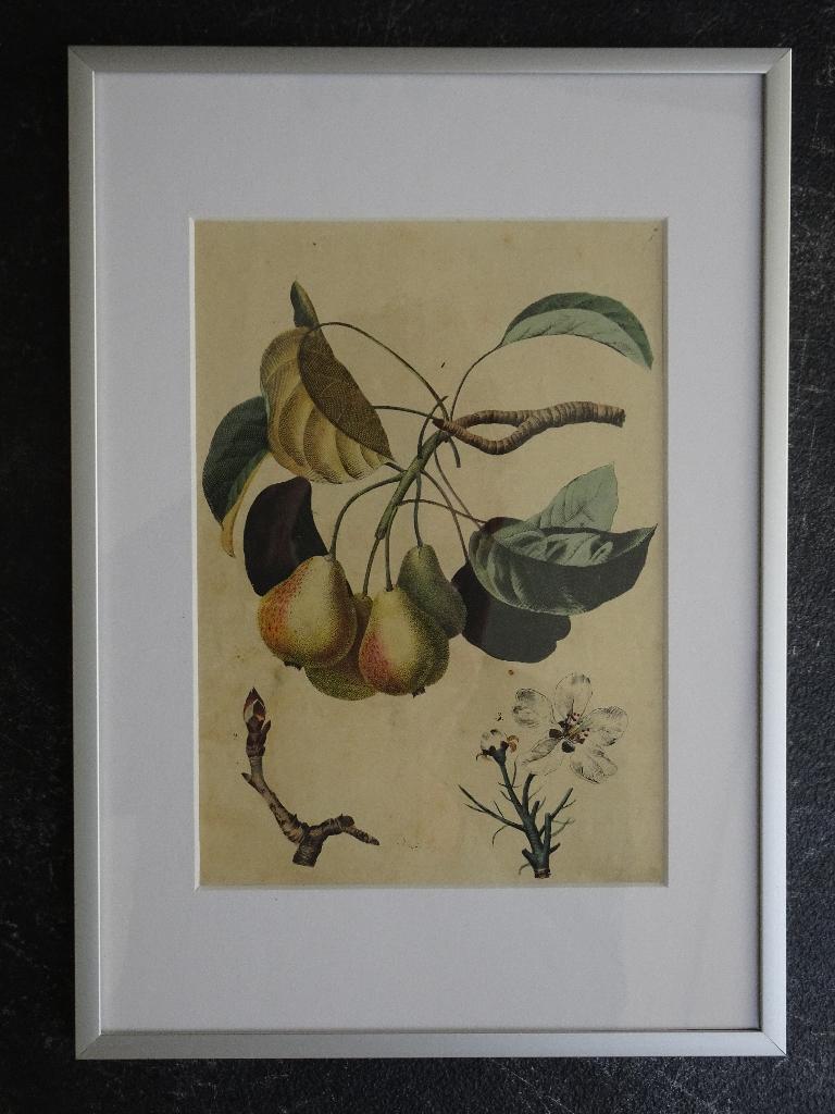 litho Perentak en bloesem Fruit C. Schach Stuttgart 1844, Verzenden