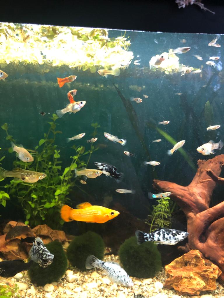 Molly’s en Guppen, Dieren en Toebehoren, Vis
