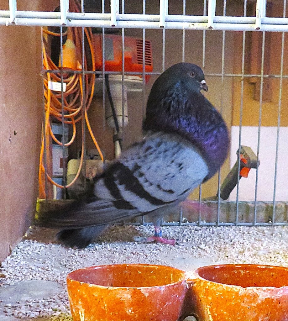 Veleño doffer, Dieren en Toebehoren, Vogels | Duiven, Mannelijk, Kropper