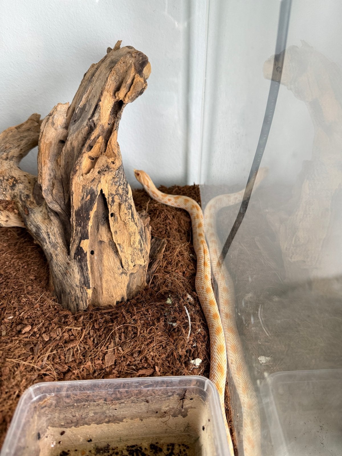 Albino haakneus met terrarium, Dieren en Toebehoren, Slang, Met terrarium, 0 tot 2 jaar