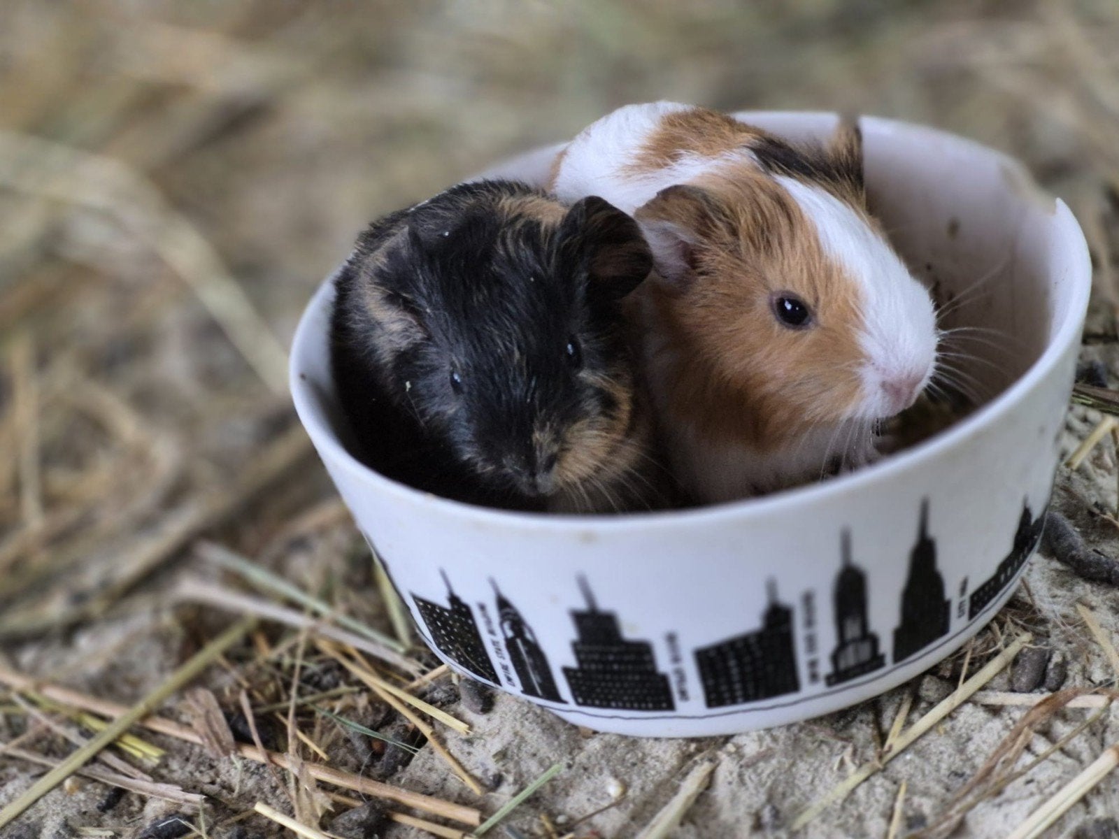 Jonge cavia's voor een goed huis, Dieren en Toebehoren, Juli, Meerdere dieren, Cavia