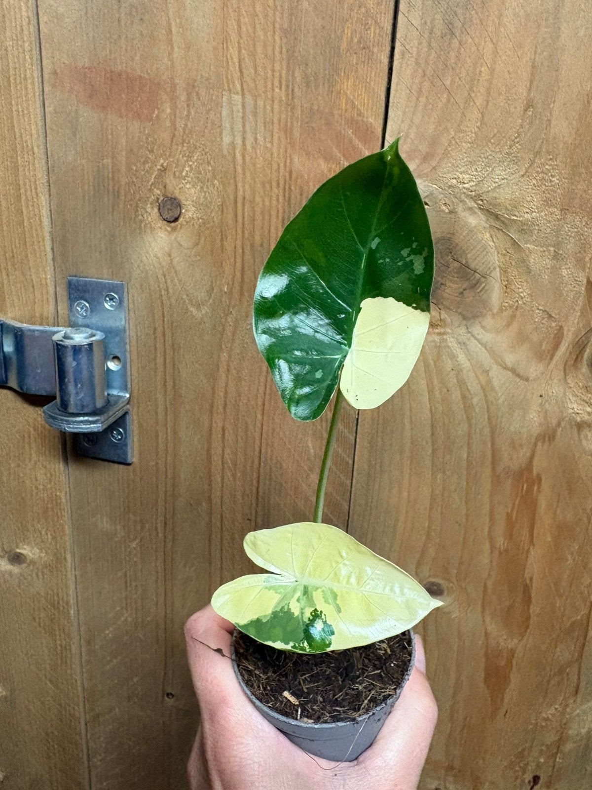 Alocasia macrorrhiza plant olifantsoor albo white variegata, Huis en Inrichting, Ophalen of Verzenden, Halfschaduw, Minder dan 100 cm