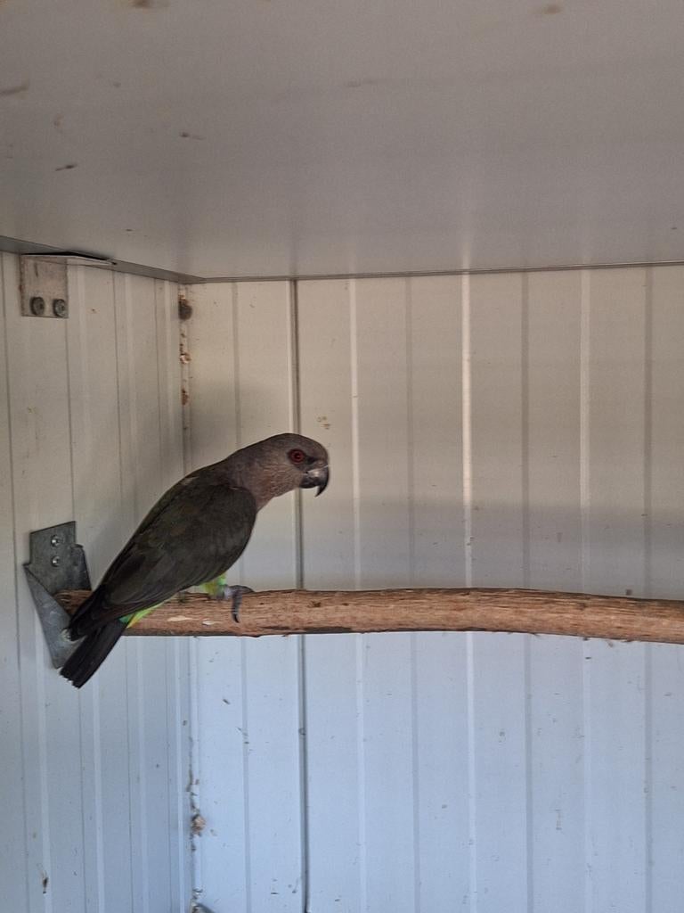 Roodbuikpapegaai man, Dieren en Toebehoren, Mannelijk, Parkiet