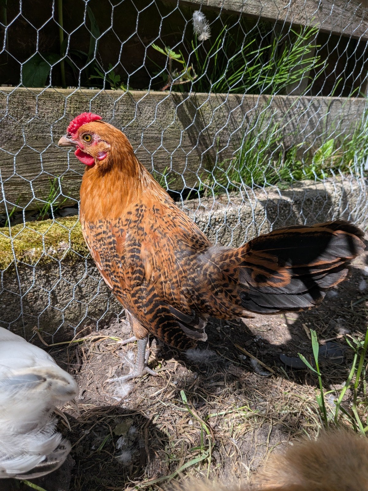 Assendelfter hoen haan, Dieren en Toebehoren, Pluimvee, Mannelijk, Kip