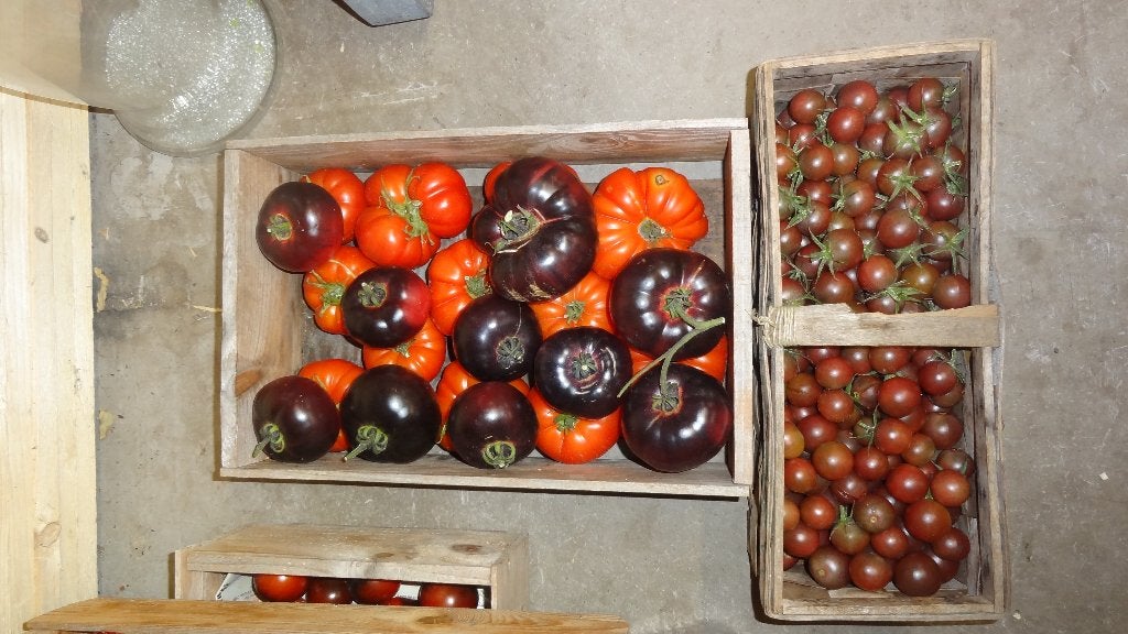 Tomaten, Ophalen