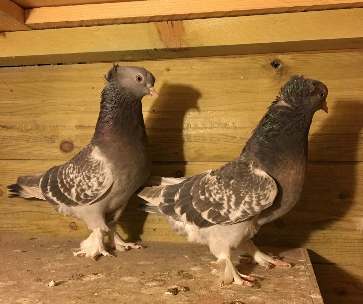 Takla, Dieren en Toebehoren, Meerdere dieren, Overige soorten