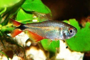 Hemigrammus caudovittatus, Dieren en Toebehoren, Vis, Zoetwatervis, Schoolvis
