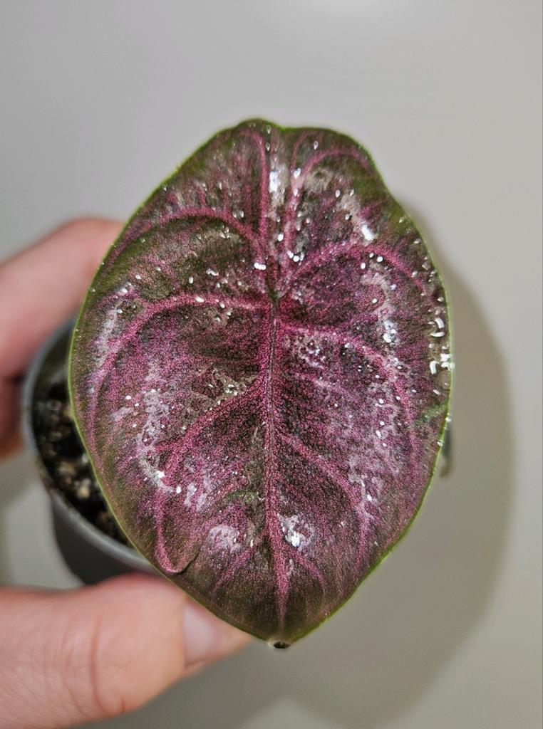 Zeldzame Alocasia Azlanii, Ophalen of Verzenden, Halfschaduw, Minder dan 100 cm