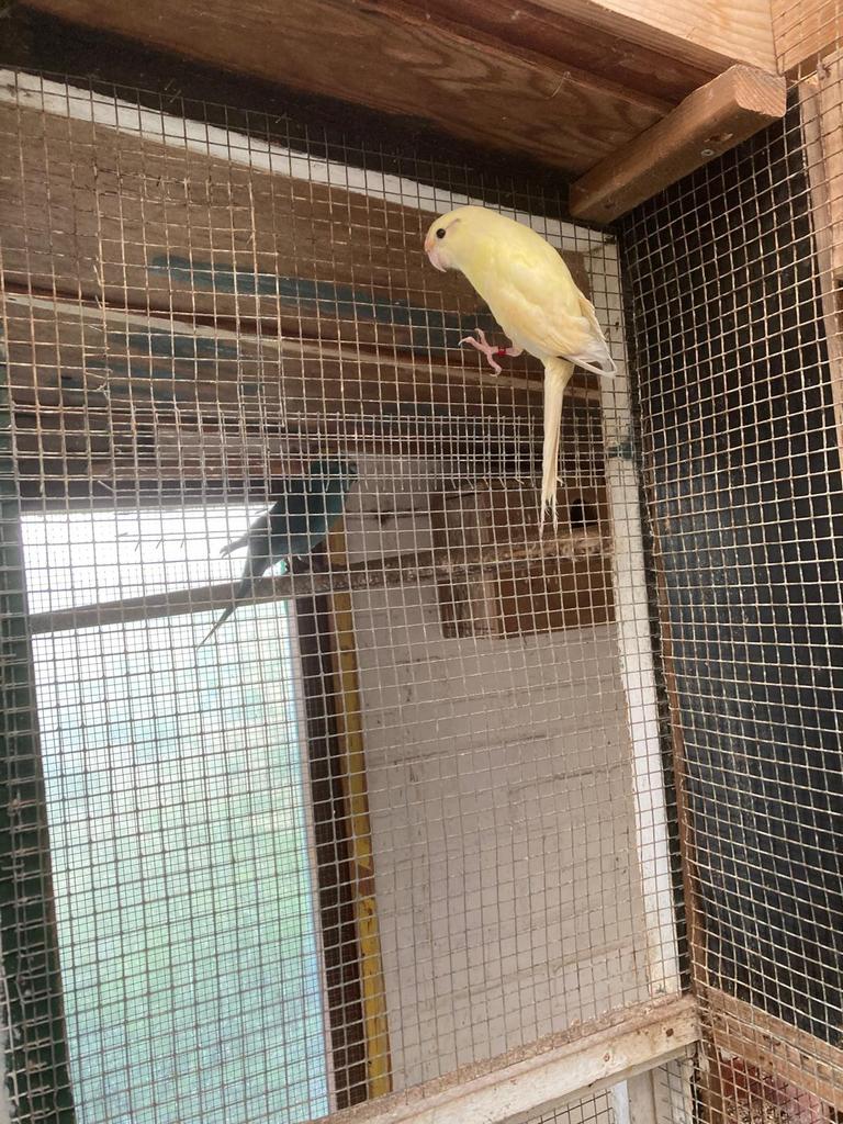 Kakariki. Vogel. Ino, Dieren en Toebehoren, Vogels | Parkieten en Papegaaien, Meerdere dieren, Parkiet