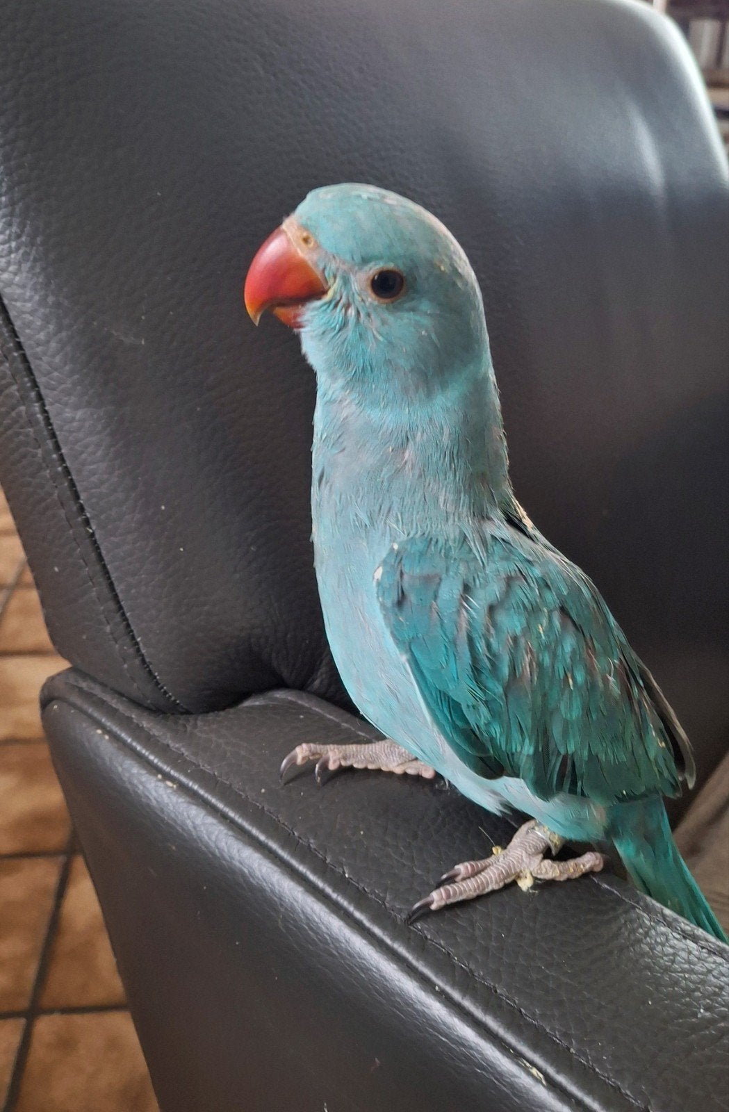 Handtamme halsbandparkiet blauw, Dieren en Toebehoren, Vogels | Parkieten en Papegaaien, Geslacht onbekend, Parkiet, Pratend