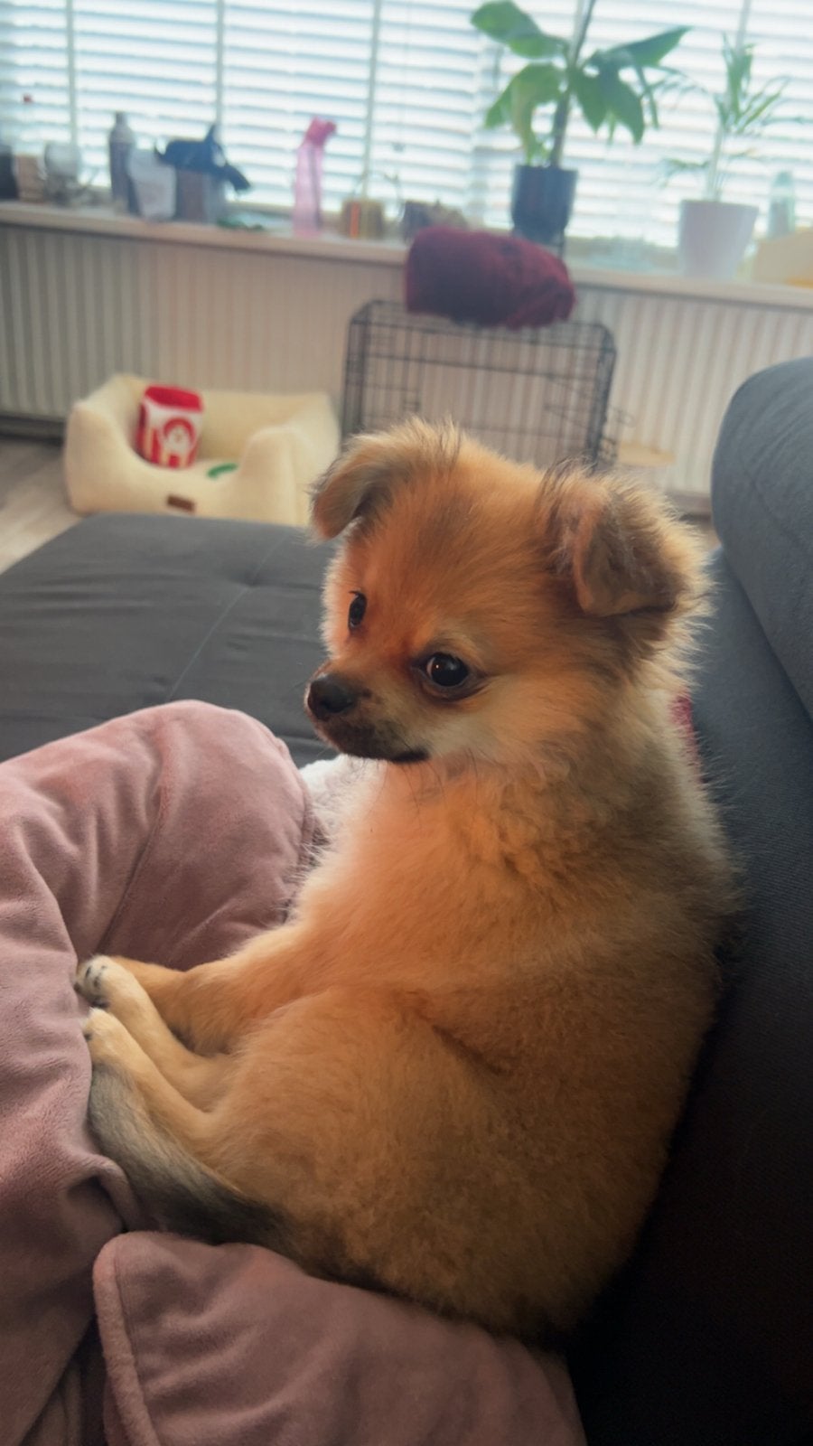 Pomeriaan pup  4 maandjes, Keeshond, 15 weken tot 1 jaar, Reu, CDV (hondenziekte)
