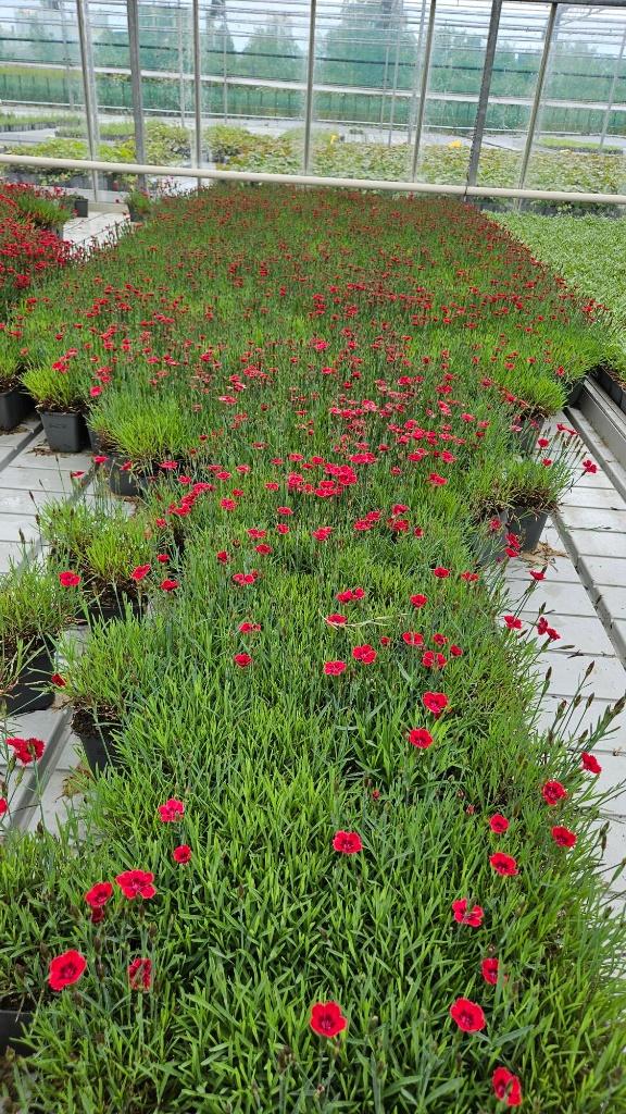 Goedkoop Tuinplanten voor elke Tuin | Marktplaats