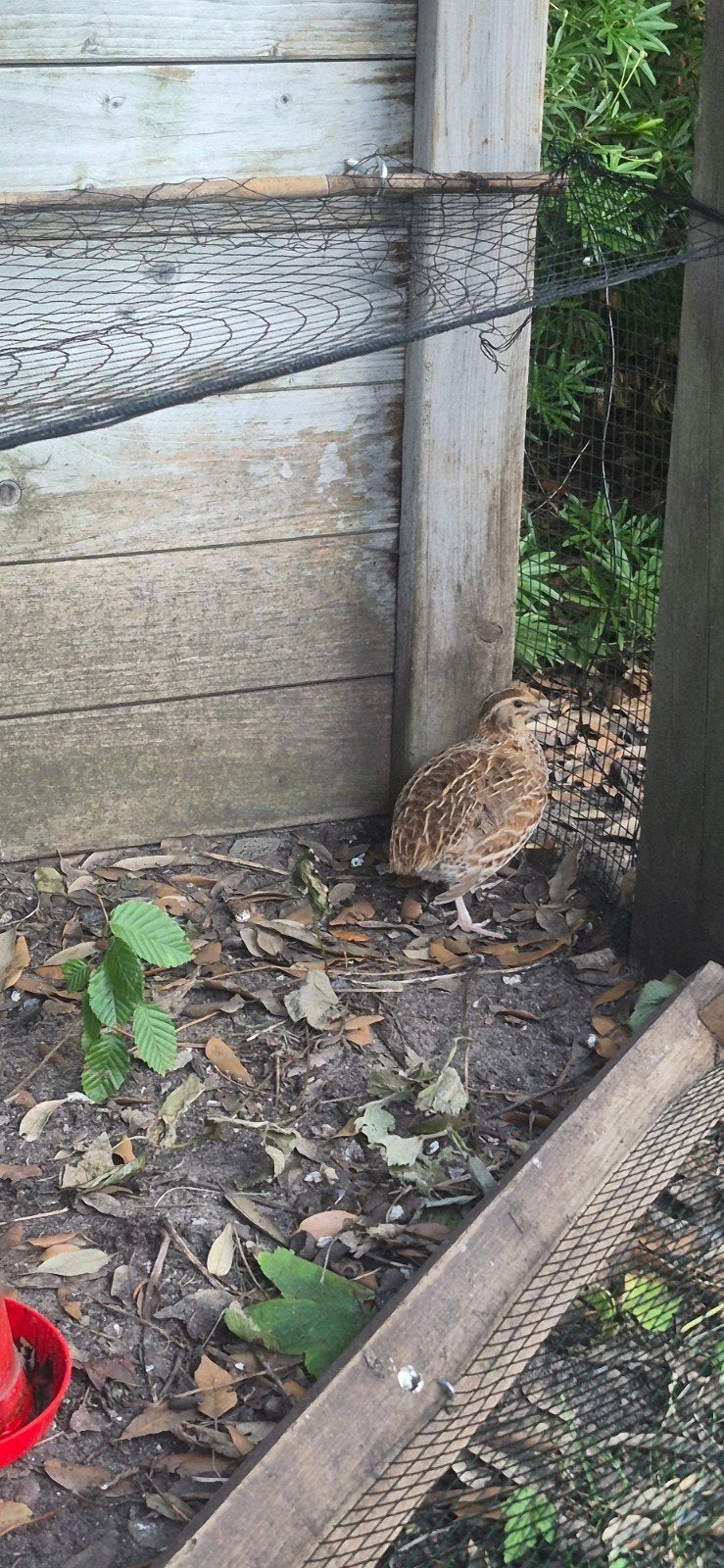 Kwartel hen gratis ophalen, Dieren en Toebehoren, Pluimvee, Vrouwelijk, Overige soorten