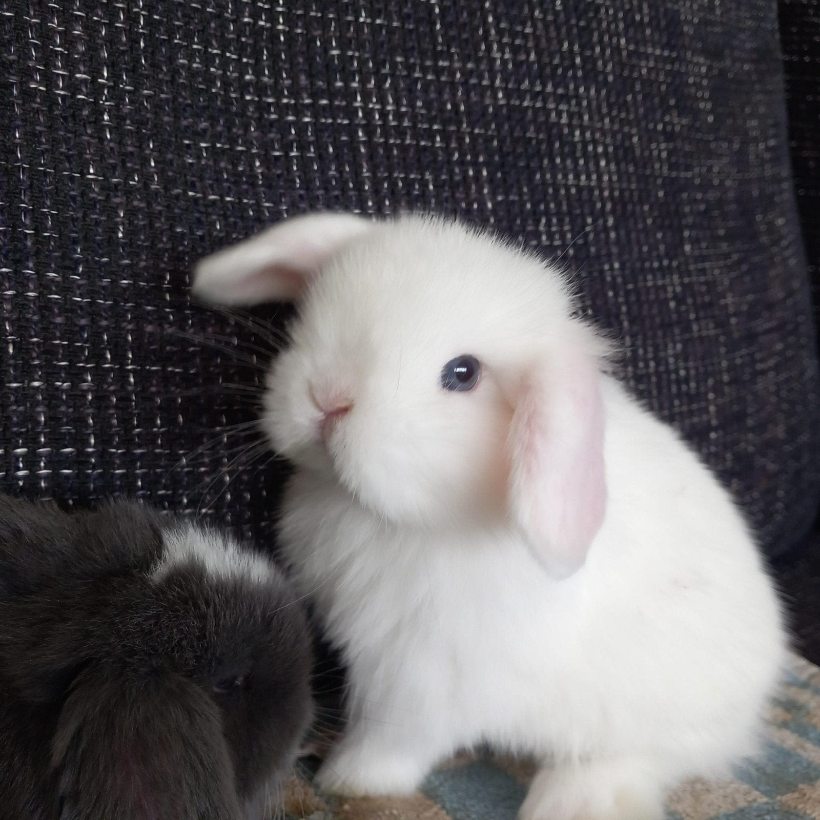 Minilop konijntjes, Dieren en Toebehoren, Konijnen, Meerdere dieren, Dwerg, Hangoor, 0 tot 2 jaar