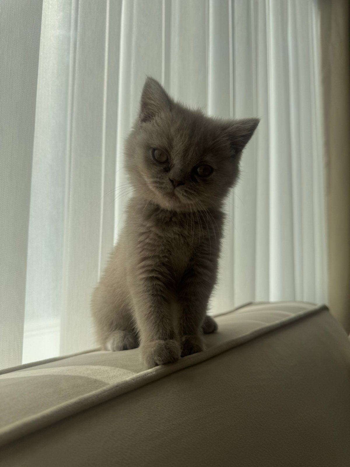 Britse korthaar kitten, Poes, Ontwormd