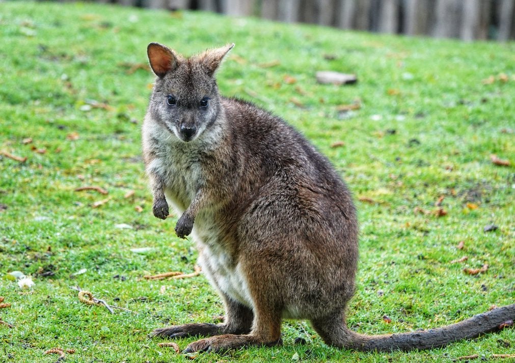 Koppel Parma Wallaby’s, Januari, Meerdere dieren