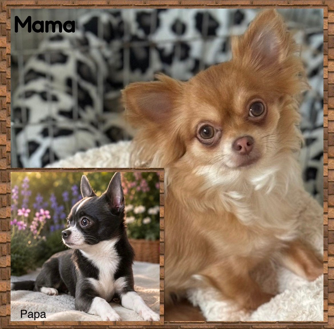 Nestaankondiging chihuahua’s 1-11 uitgerekend, Dieren en Toebehoren, 8 tot 15 weken, Meerdere dieren, Eén hond, Chihuahua