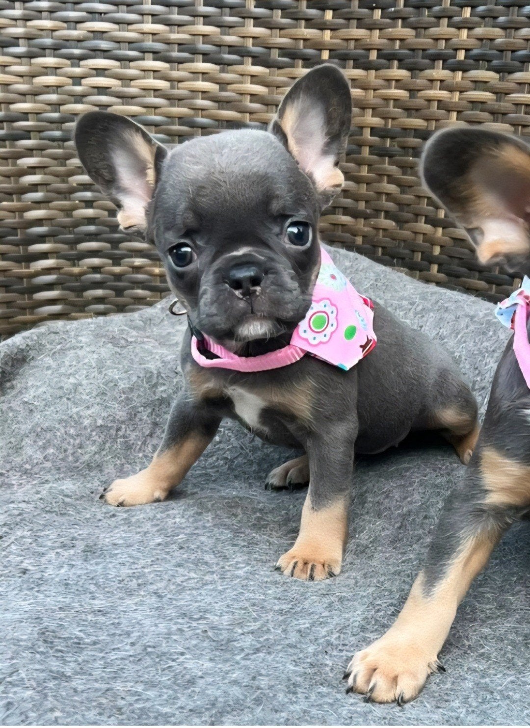 Mooie franse bulldog pups gekeurd, Dieren en Toebehoren, Parvo, 8 tot 15 weken, Bulldog, Meerdere