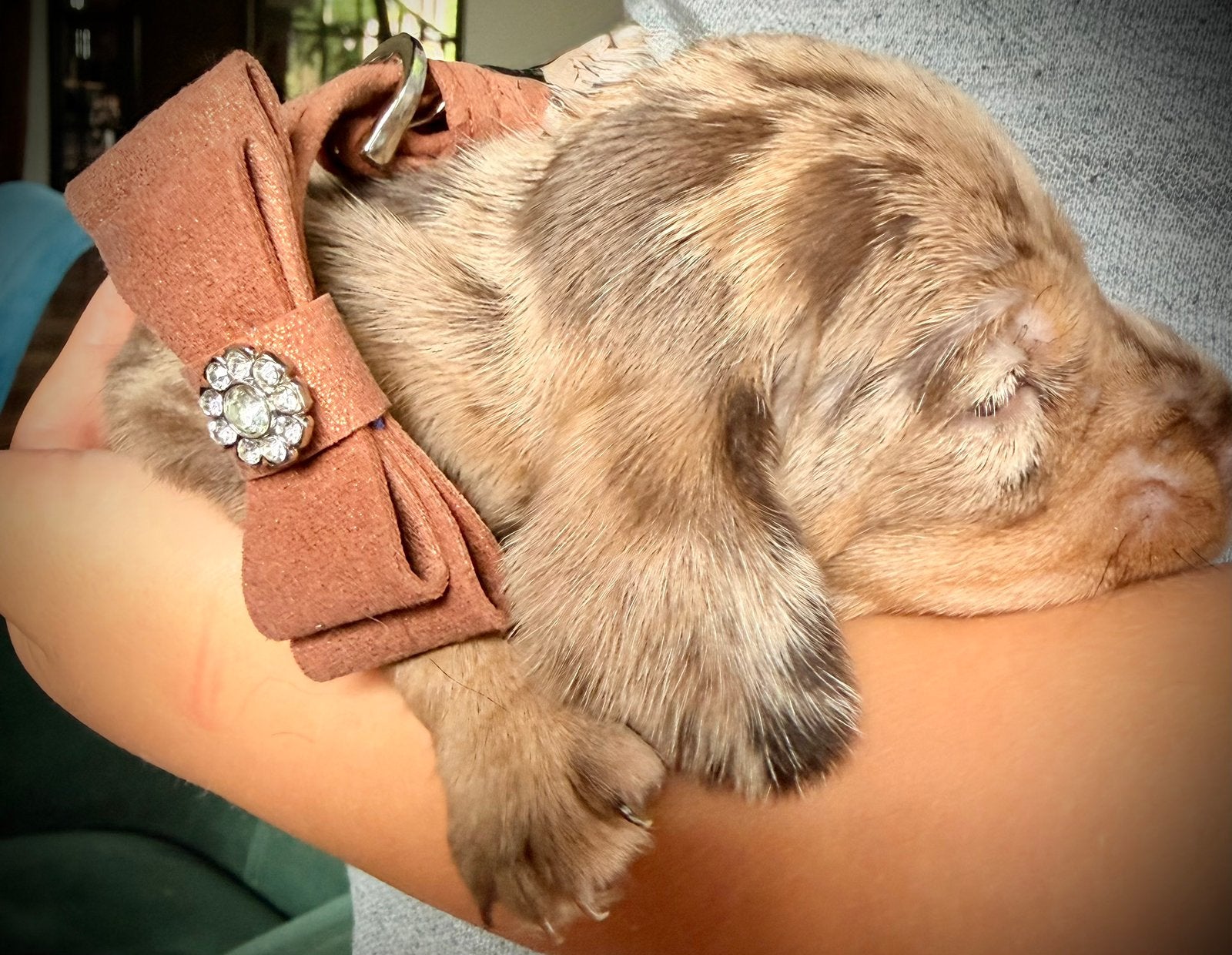 Ruwharige teckel dwerg x kaninchen pups zoeken warme mandje, Dieren en Toebehoren, Parvo, 8 tot 15 weken, Dwerg, Meerdere