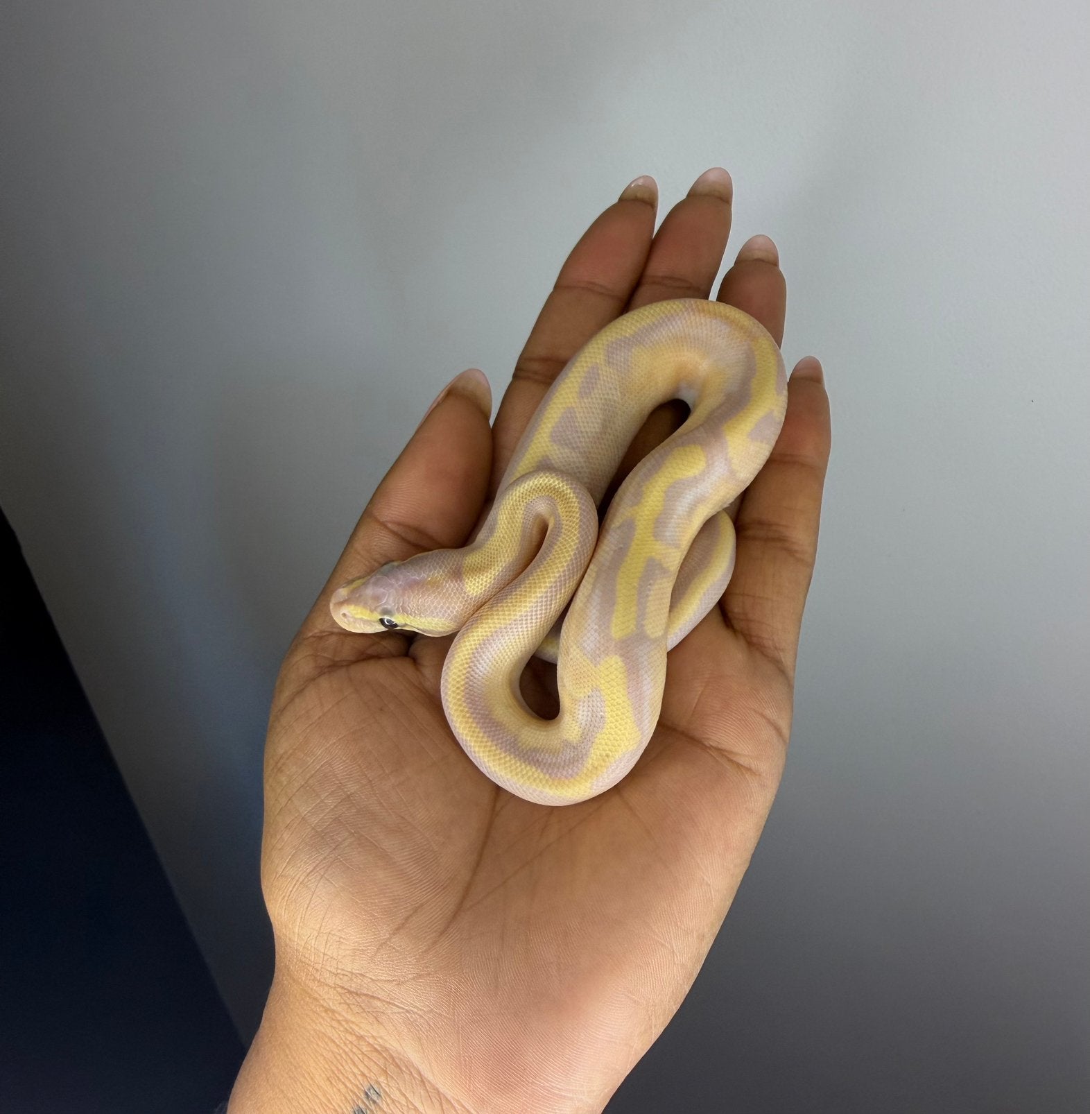 1.0 Banana Calico GHI Fire Pastel 100% het ghost NK26 Ball Python photo 3