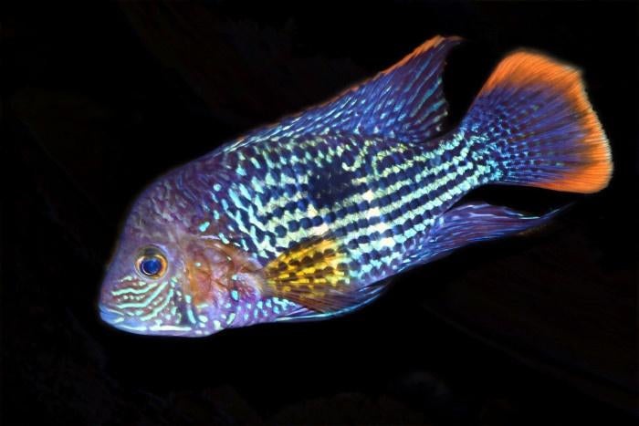 Zuid Amerikaanse Cichliden: Aequidens rivulatus, Dieren en Toebehoren, Vissen | Aquariumvissen, Vis, Zoetwatervis