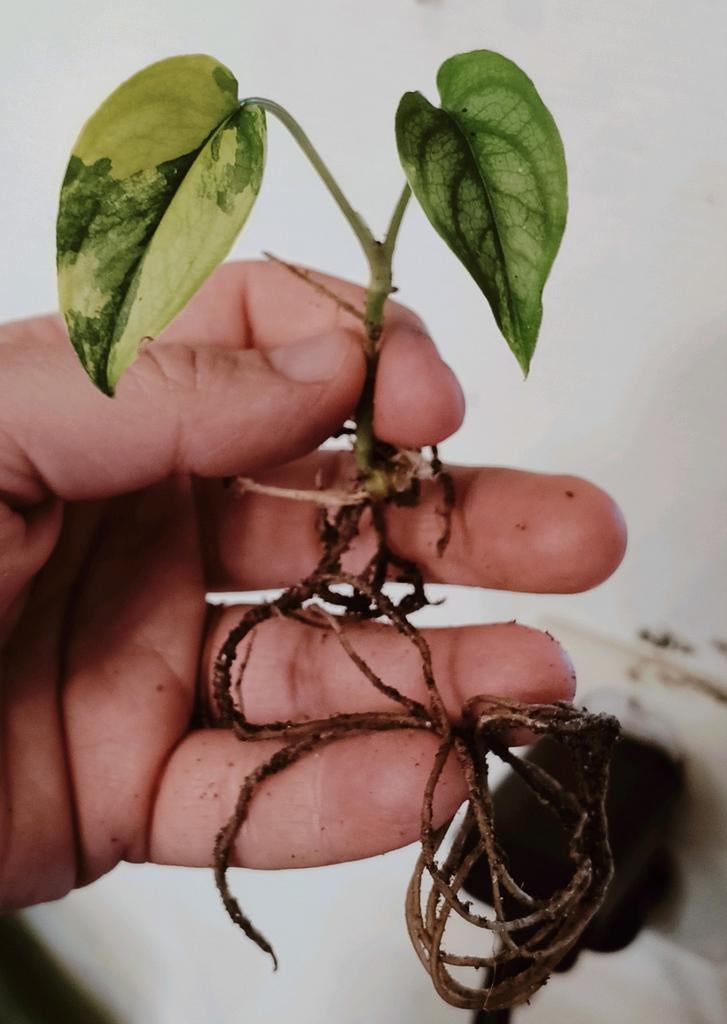 Monstera siltepecana variegata, Huis en Inrichting, Kamerplanten, Ophalen of Verzenden, Halfschaduw, Minder dan 100 cm