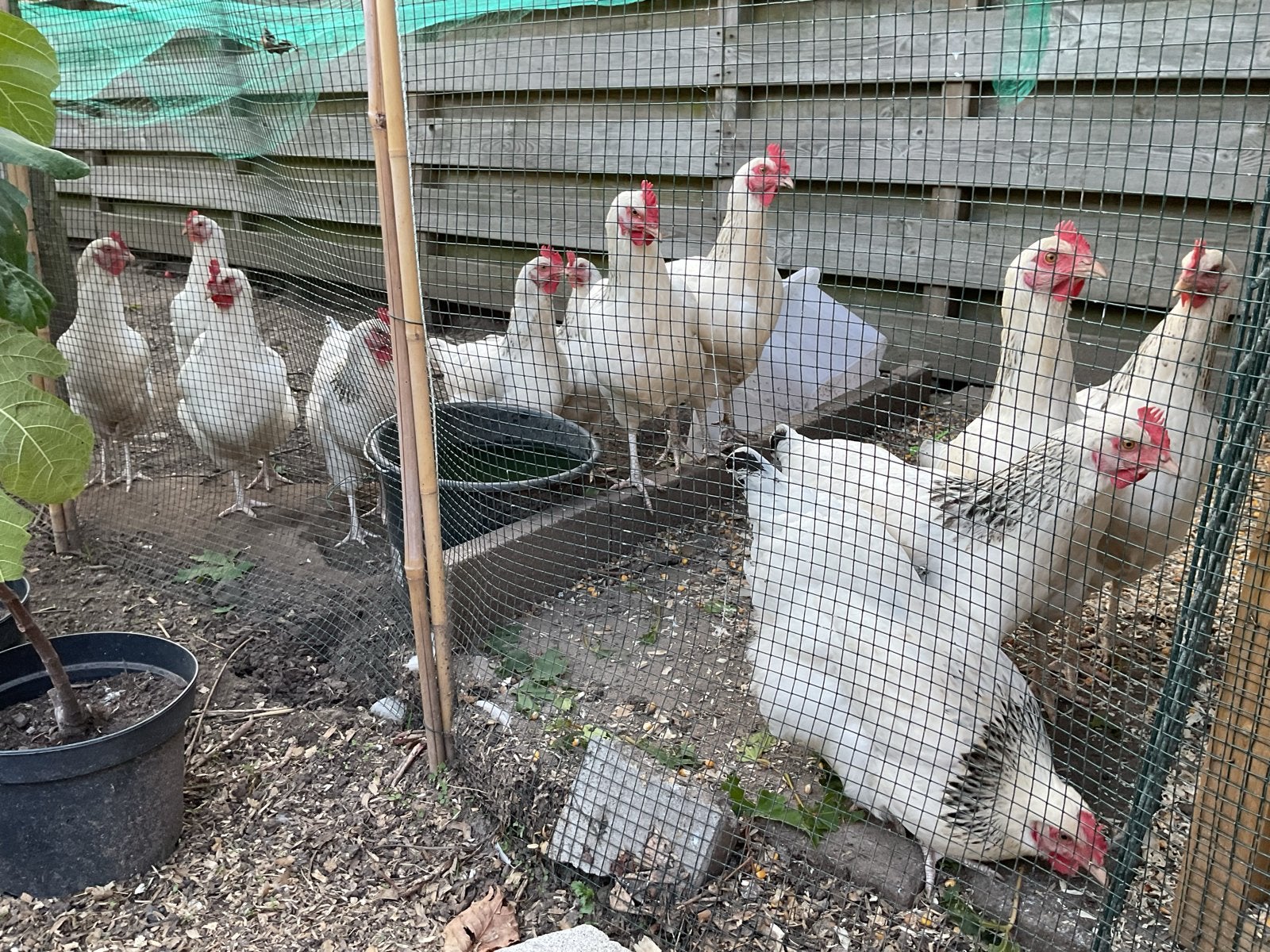Witte kippen, Dieren en Toebehoren, Pluimvee, Vrouwelijk, Kip