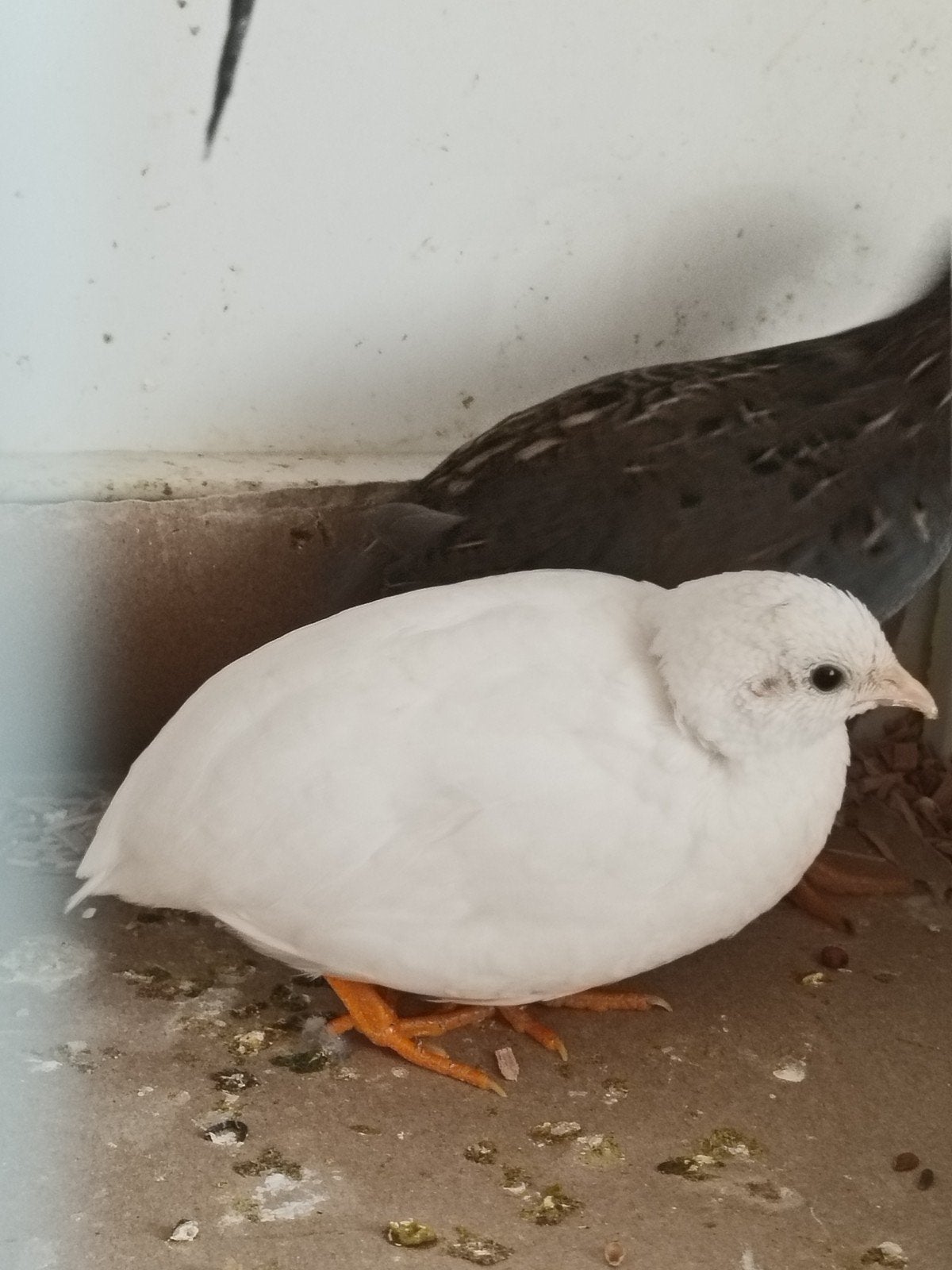 kwartel koppel, Meerdere dieren, Overige soorten