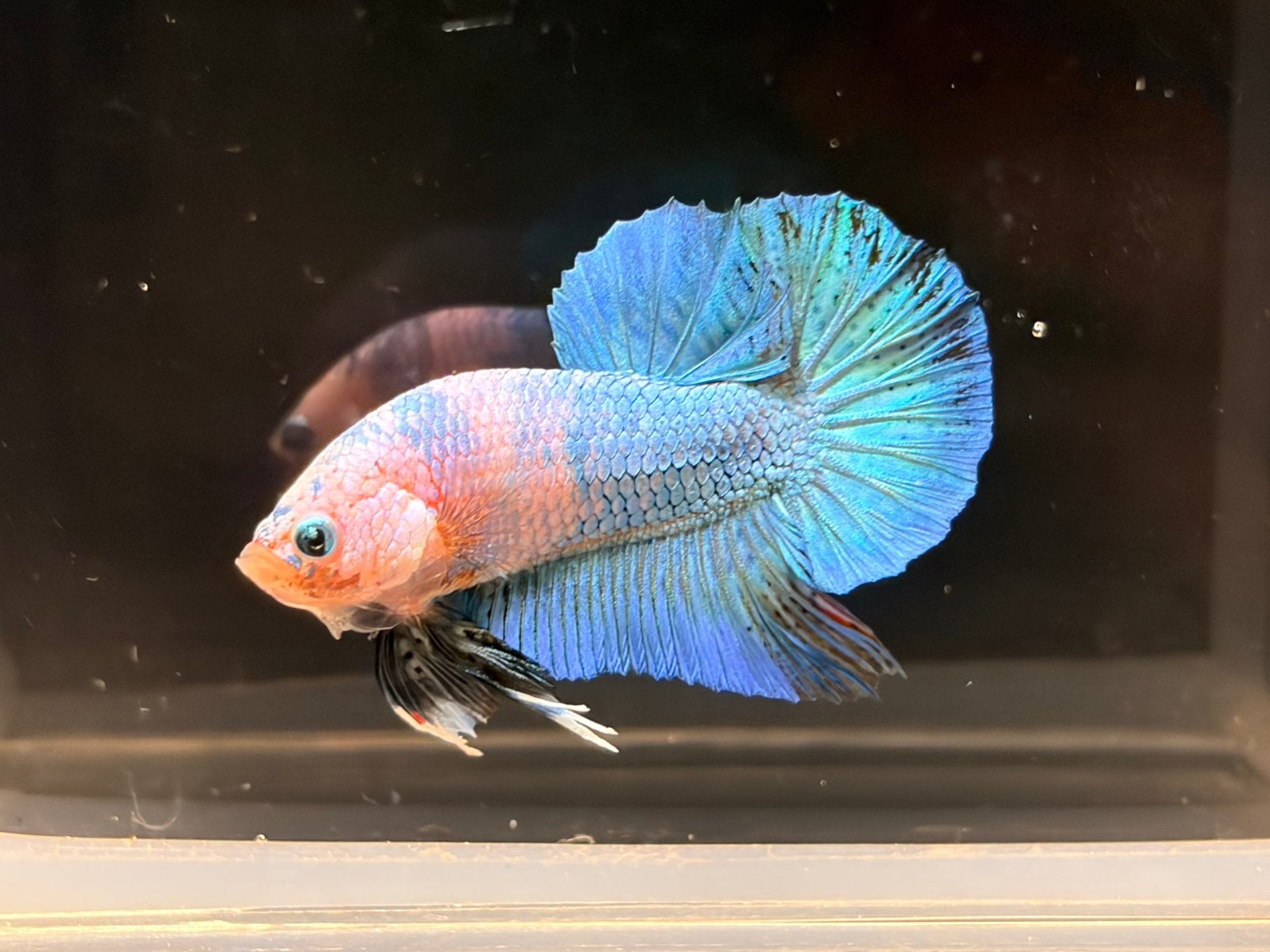 Betta Kempvis man HMPK lichtblauw marble, Dieren en Toebehoren, Vissen | Aquariumvissen, Vis