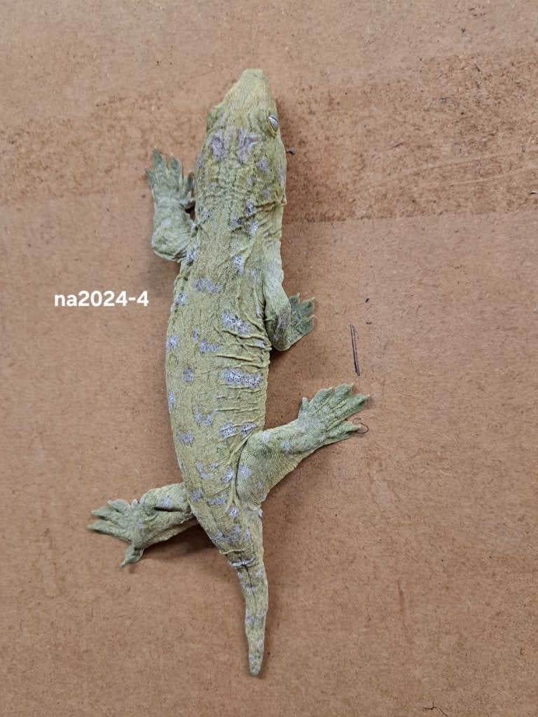 Rhacodactylus Leachianus Nuu Ami  f2     1.0 2024, Dieren en Toebehoren, Overige soorten, 0 tot 2 jaar