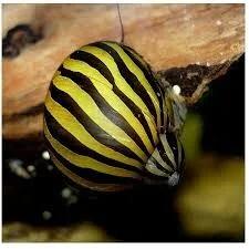 Neritina Natalensis - Zebra Renslak, Dieren en Toebehoren, Vis, Zoetwatervis
