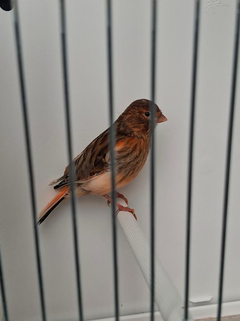 Jonge Harlekijn Kanaries te koop, Geslacht onbekend, Kleurkanarie