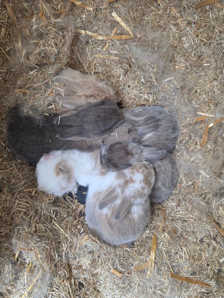 Baby nestje hollandse dwerghangoor konijntjes, Dieren en Toebehoren, Konijnen, Meerdere dieren, Dwerg