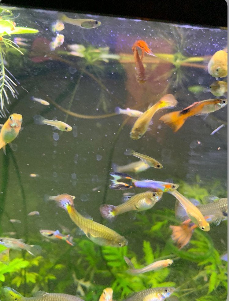 Vissen te koop! ( bekijk ook mijn andere advertenties), Dieren en Toebehoren, Vissen | Aquariumvissen, Vis