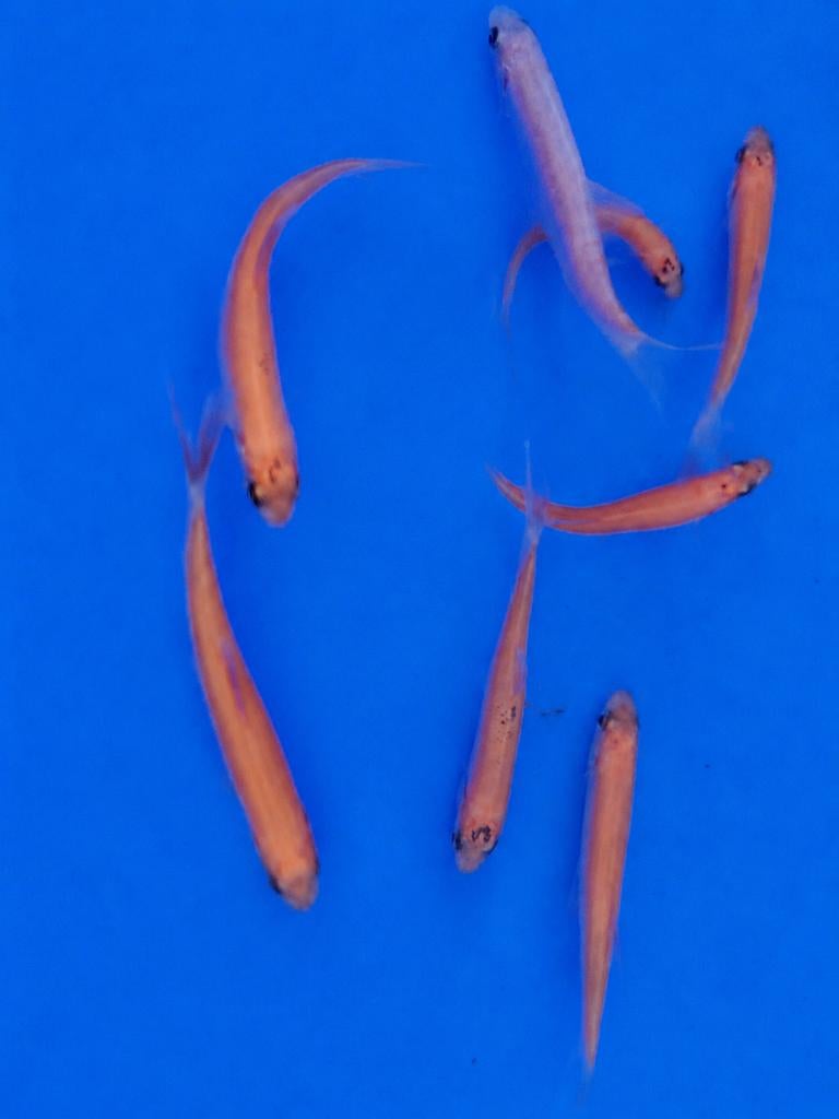 Goudwindes 7-10 cm te koop (Leuciscus idus), Dieren en Toebehoren, Vissen | Vijvervissen, Karper of Koi